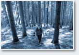 (22/34): Rogaing by Compass - Tr�jstyk - 2010