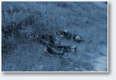 (40/50): Transjura 2011