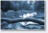 (7/38): Bieg �rodkiem �widra 2014