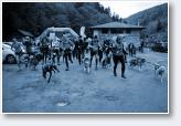 (8/22): Dogtrekking Z�oty Stok 2016