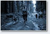 (7/24): Dogtrekking Przesieka 2017