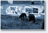 (8/24): Dogtrekking Przesieka 2017