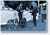 (17/24): Dogtrekking Szczawno Zdr�j 2017