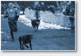 (24/24): Cani Cross - Run�w - Tomek i Weronika - 2017