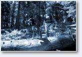 (7/44): Dogtrekking Sanok MP - 2018