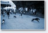 (13/44): Dogtrekking Z�oty Stok - 2018